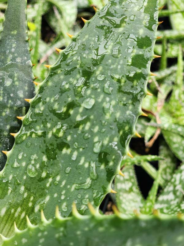 Lg. True Hawaiian Soap Aloe Plant (aloe saponaria) - Image 7