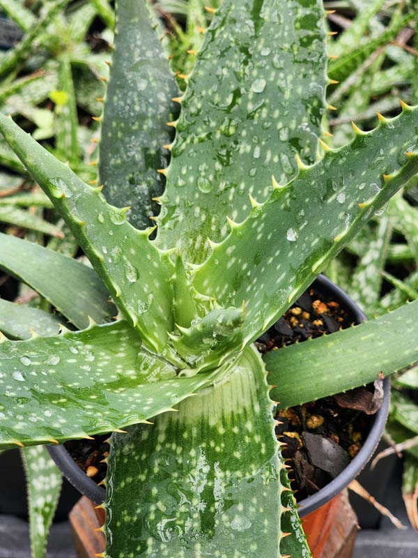 Lg. True Hawaiian Soap Aloe Plant (aloe saponaria) - Image 8