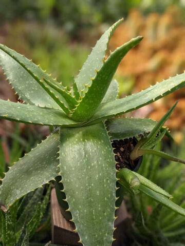 Lg. True Hawaiian Soap Aloe Plant (aloe saponaria) - Image 5