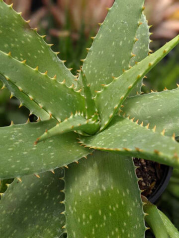 Lg. True Hawaiian Soap Aloe Plant (aloe saponaria) - Image 6