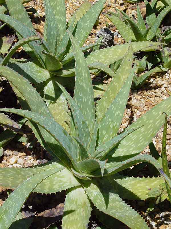 Lg. True Hawaiian Soap Aloe Plant (aloe saponaria) - Image 5