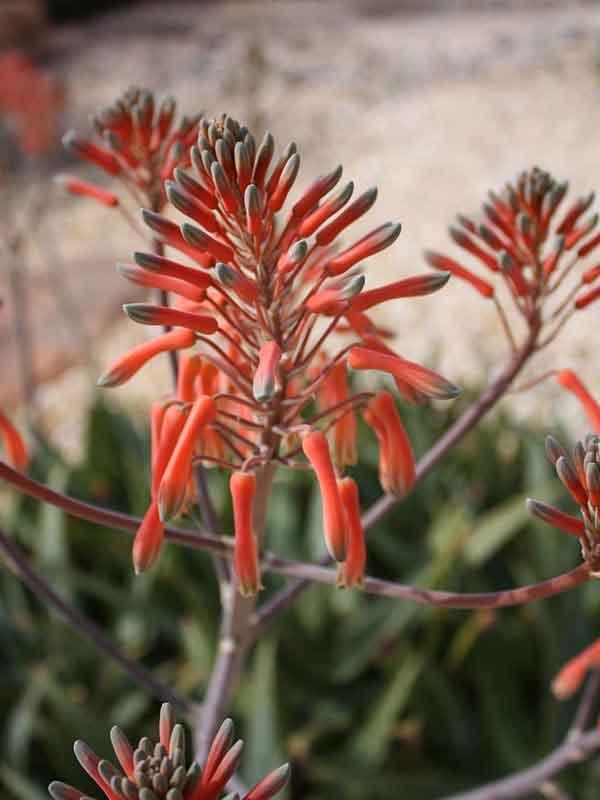Lg. True Hawaiian Soap Aloe Plant (aloe saponaria) - Image 2