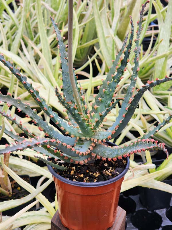 Lg. NEW Rare Sawfish Aloe Plant (aloe hybrid) - Image 2