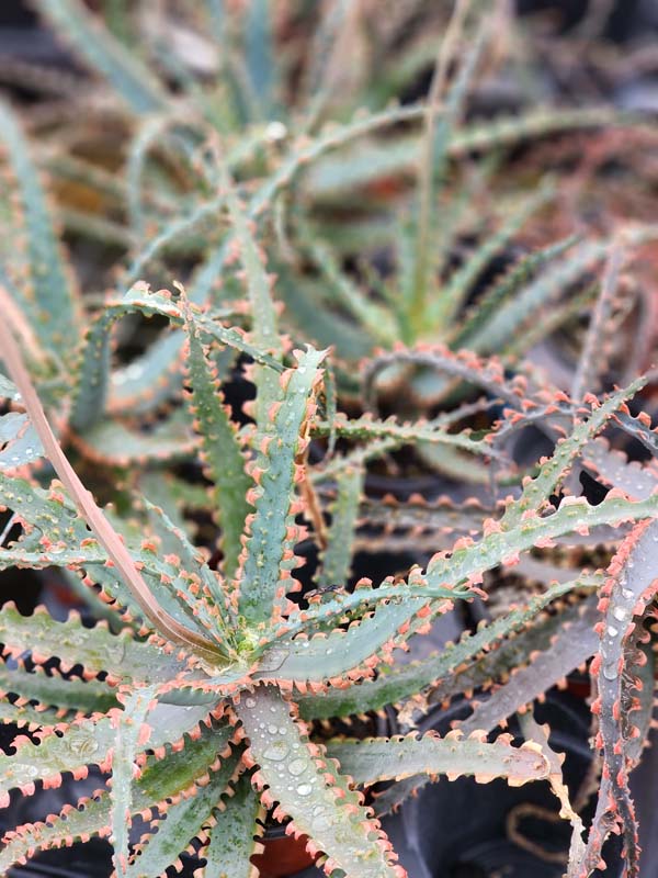 Lg. NEW Rare Sawfish Aloe Plant (aloe hybrid) - Image 3