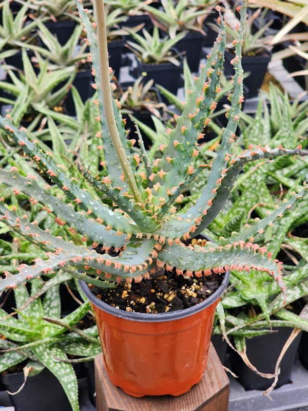 Lg. NEW Rare Sawfish Aloe Plant (aloe hybrid) - Image 4