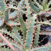 Lg. NEW Rare Sawfish Aloe Plant (aloe hybrid)