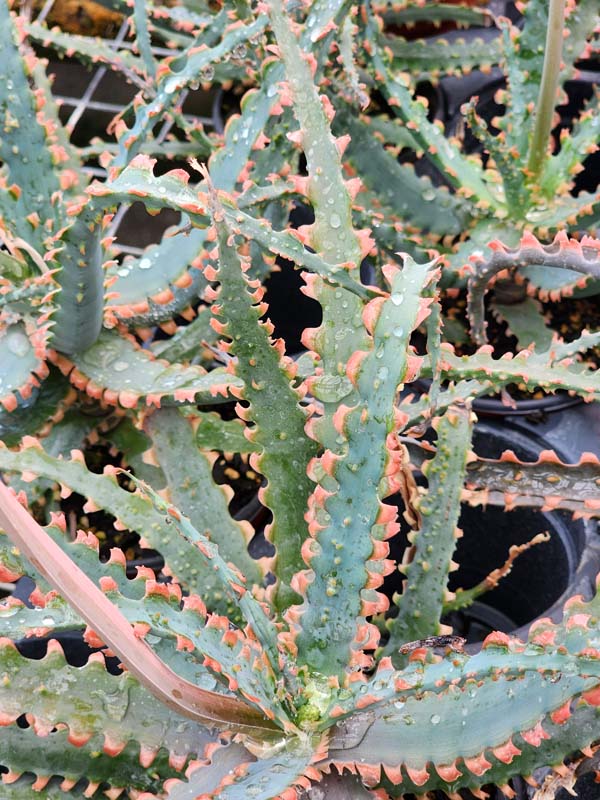 Lg. NEW Rare Sawfish Aloe Plant (aloe hybrid)
