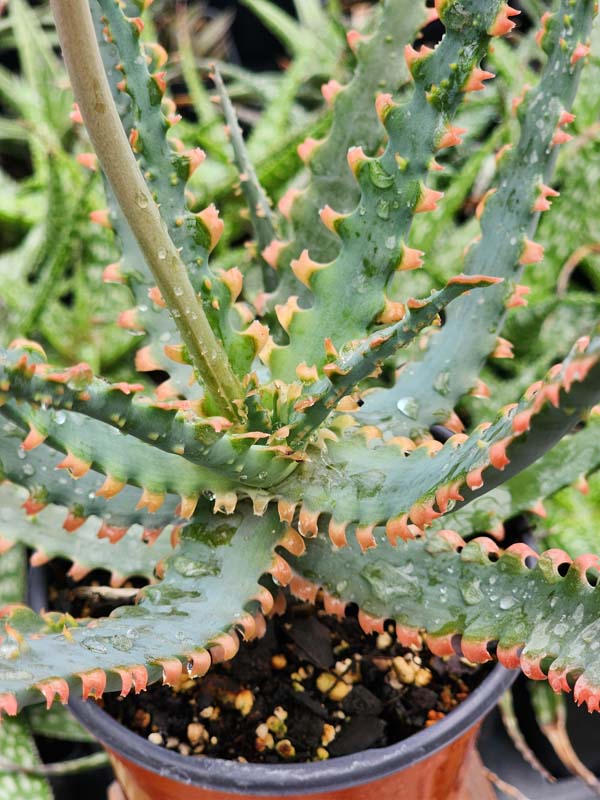 Lg. NEW Rare Sawfish Aloe Plant (aloe hybrid) - Image 5