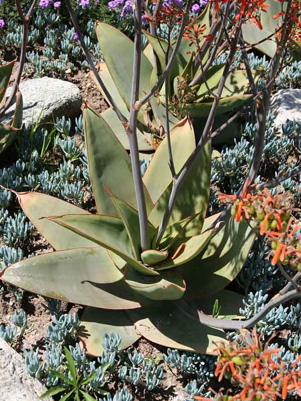 African Coral Aloe Plant (aloe striata) - Image 3