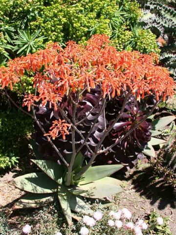 African Coral Aloe Plant (aloe striata)