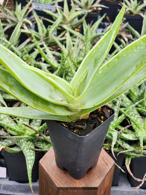 African Coral Aloe Plant (aloe striata) - Image 5