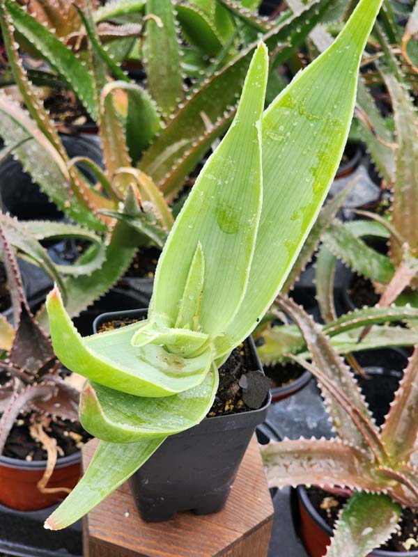 African Coral Aloe Plant (aloe striata) - Image 6