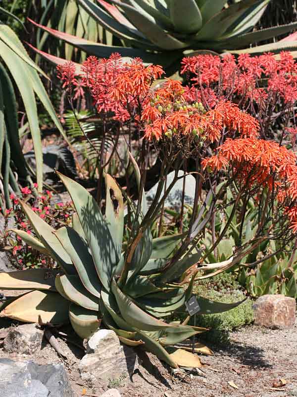 African Coral Aloe Plant (aloe striata) - Image 2