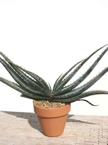 Mr Mustacheo Aloe Plant (aloe suprafoliata)