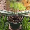 Mr Mustacheo Aloe Plant (aloe suprafoliata)