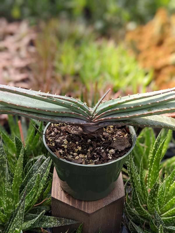 Mr Mustacheo Aloe Plant (aloe suprafoliata)