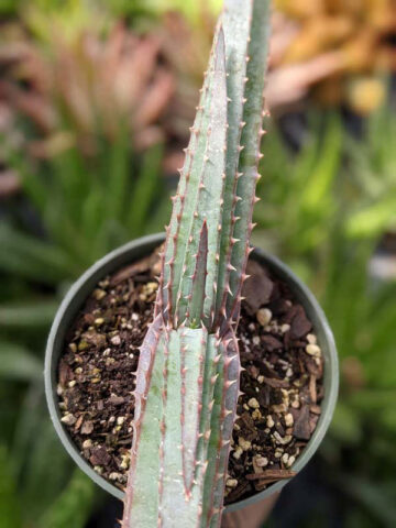 Alternative view of Mr Mustacheo Aloe Plant (aloe suprafoliata)