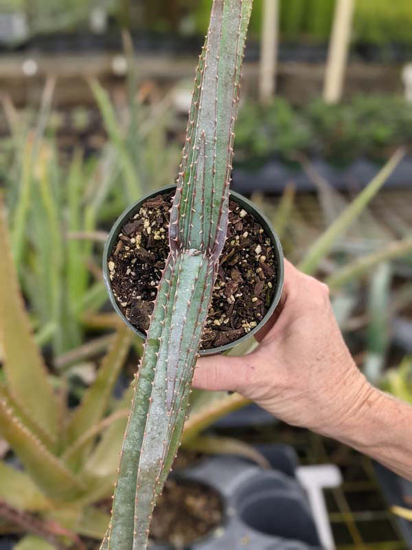 Mr Mustacheo Aloe Plant (aloe suprafoliata) - Image 3