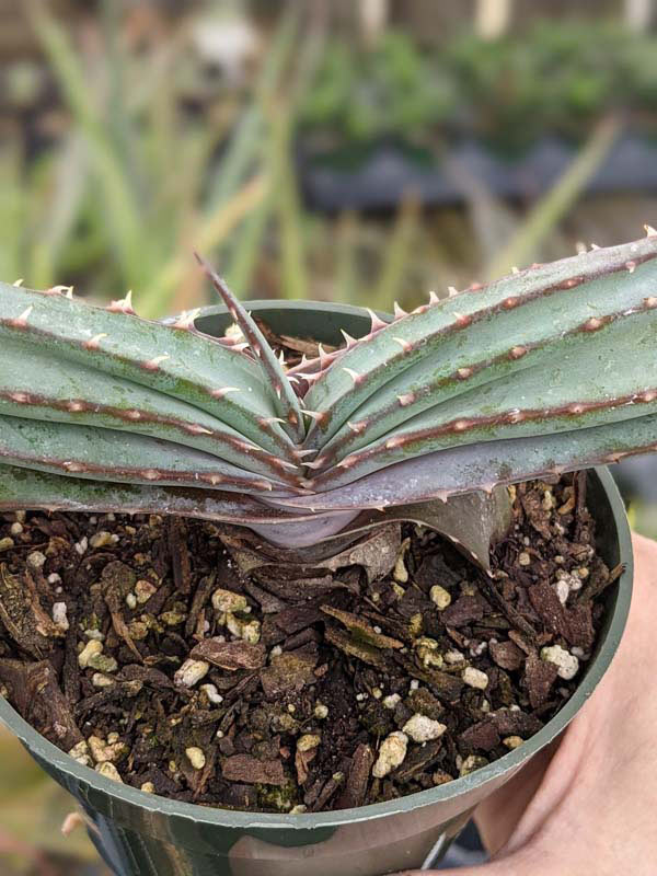 Mr Mustacheo Aloe Plant (aloe suprafoliata) - Image 4