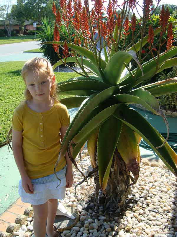 Lg. Best for Landscape Madagascar Torch Aloe Plant (aloe vaombe) - Image 3