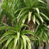 Best for Landscape Madagascar Torch Aloe Plant (aloe vaombe)