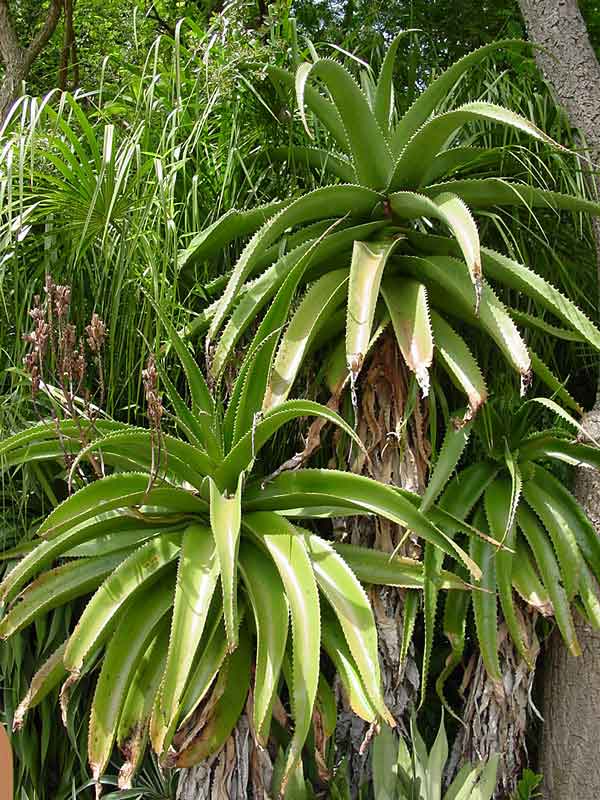 Lg. Best for Landscape Madagascar Torch Aloe Plant (aloe vaombe) - Image 2
