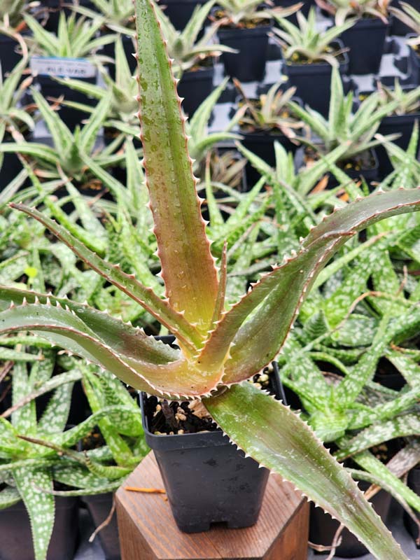 Best for Landscape Madagascar Torch Aloe Plant (aloe vaombe) - Image 8