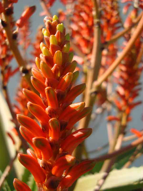Lg. Best for Landscape Madagascar Torch Aloe Plant (aloe vaombe) - Image 4