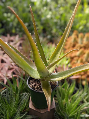 Lg. Best for Landscape Madagascar Torch Aloe Plant (aloe vaombe) - Image 9