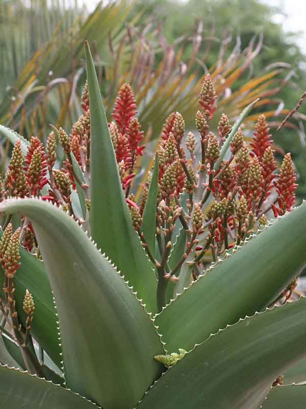 Lg. Best for Landscape Madagascar Torch Aloe Plant (aloe vaombe)
