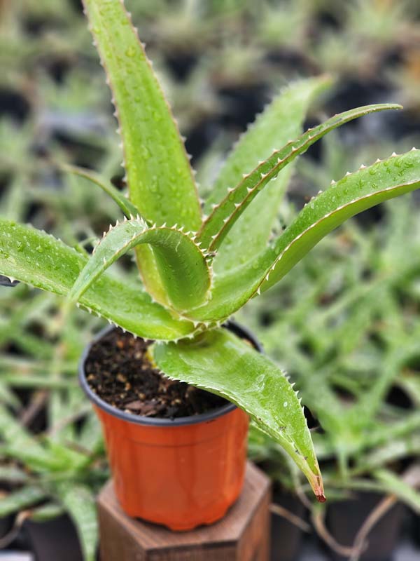 Lg. Best for Landscape Madagascar Torch Aloe Plant (aloe vaombe) - Image 8