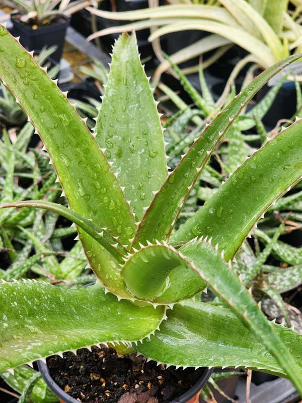 Lg. Best for Landscape Madagascar Torch Aloe Plant (aloe vaombe) - Image 9
