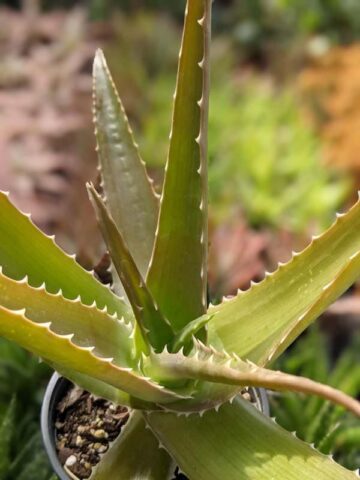 Lg. Best for Landscape Madagascar Torch Aloe Plant (aloe vaombe) - Image 8