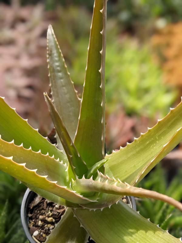 Lg. Best for Landscape Madagascar Torch Aloe Plant (aloe vaombe) - Image 8