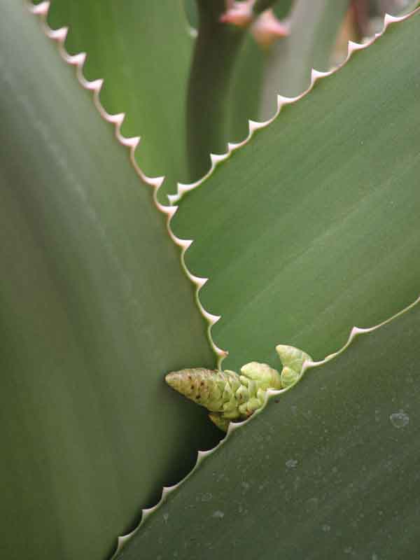 Lg. Best for Landscape Madagascar Torch Aloe Plant (aloe vaombe) - Image 5
