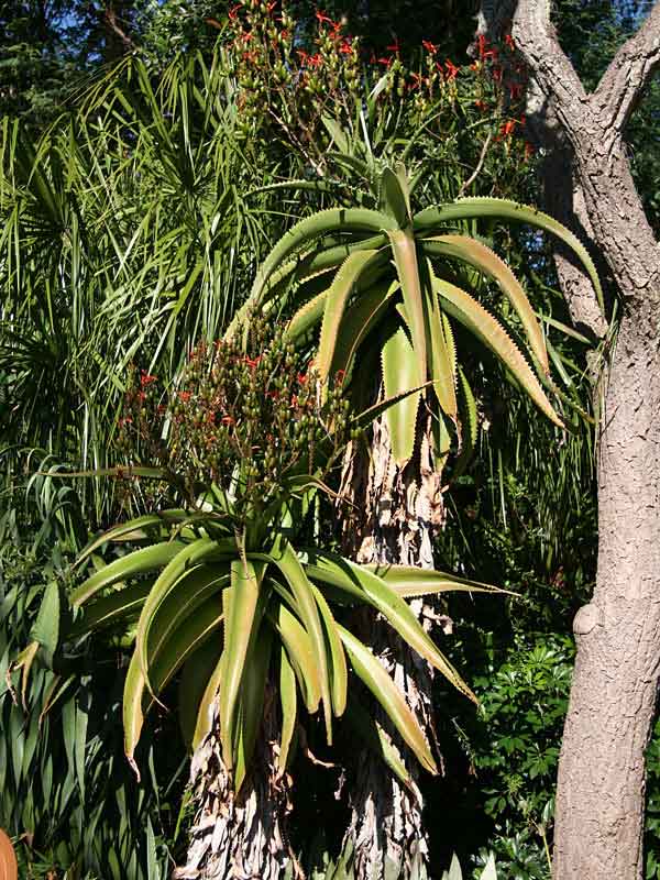 Lg. Best for Landscape Madagascar Torch Aloe Plant (aloe vaombe) - Image 6
