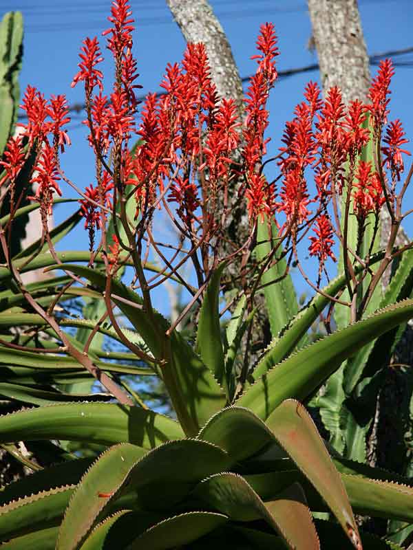 Lg. Best for Landscape Madagascar Torch Aloe Plant (aloe vaombe) - Image 7