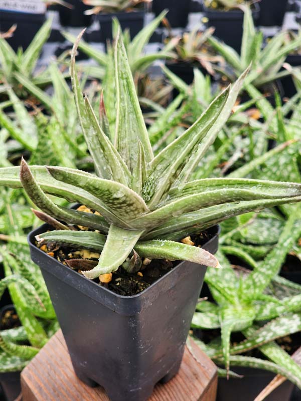 Gorgeous Tiger Aloe Plant (gonialoe variegata) - Image 2