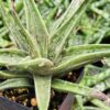 Gorgeous Tiger Aloe Plant (gonialoe variegata)