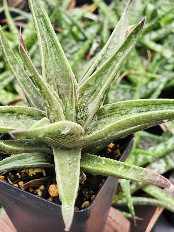 Gorgeous Tiger Aloe Plant (gonialoe variegata)