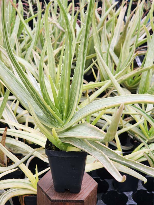 Super Rare Medical Aloe Vera Striata Plant (aloe sp)