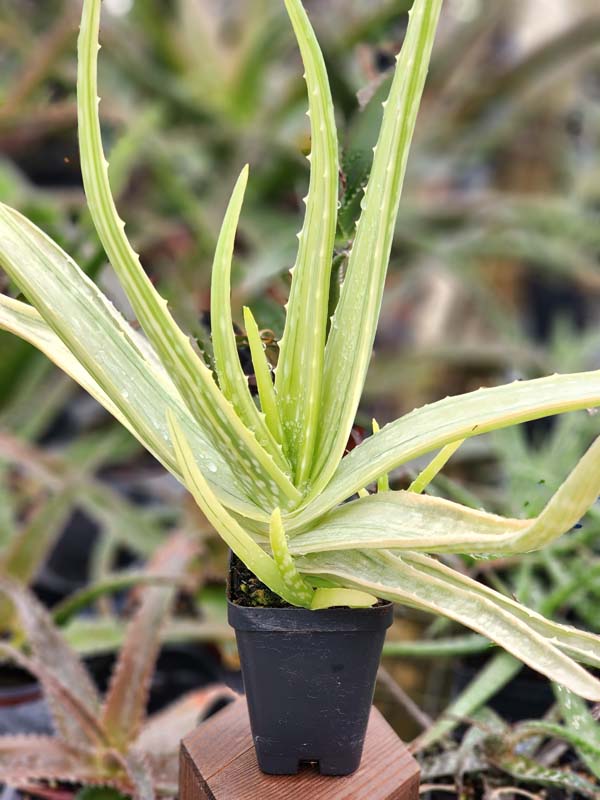 Super Rare Medical Aloe Vera Striata Plant (aloe sp) - Image 3
