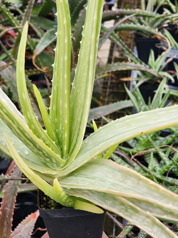 Super Rare Medical Aloe Vera Striata Plant (aloe sp) - Image 2