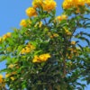 Allamanda Yellow Trumpet Bush (allamanda schottii)