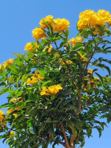 Allamanda Yellow Trumpet Bush (allamanda schottii)