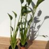 Lg. Variegated Caladora Beaker Elephant Ear Plant (alocasia)