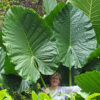Lg. Caladora Massive Elephant Ear Plant (alocasia)