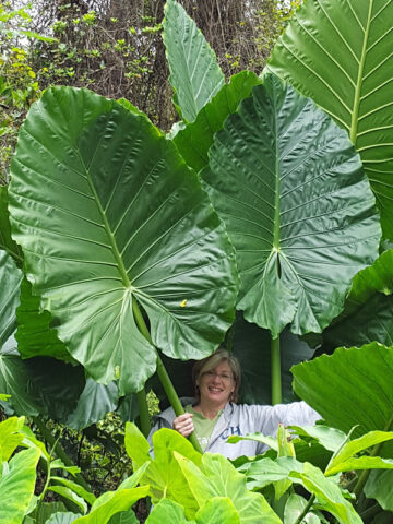 Lg. Caladora Massive Elephant Ear Plant (alocasia)