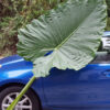 Alocasia Caladora Massive Elephant Ear Plant
