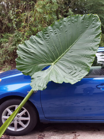 Alocasia Caladora Massive Elephant Ear Plant